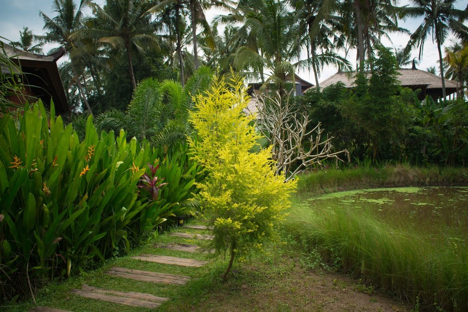 Lush tropical garden with little pond